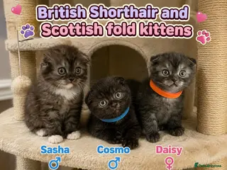 Mixed Breed cats READY2LEAVE BritishShortHair&ScottishFold Kittens - Advert 10