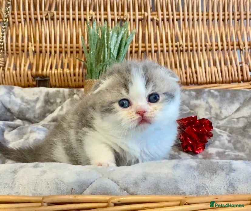 Scottish Fold cats 🧸😻CHAMPION LINE TICA ACTIVE SCOTTISH/BSH😻🧸 - Advert 3