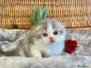Scottish Fold cats 🧸😻CHAMPION LINE TICA ACTIVE SCOTTISH/BSH😻🧸 - Advert 2