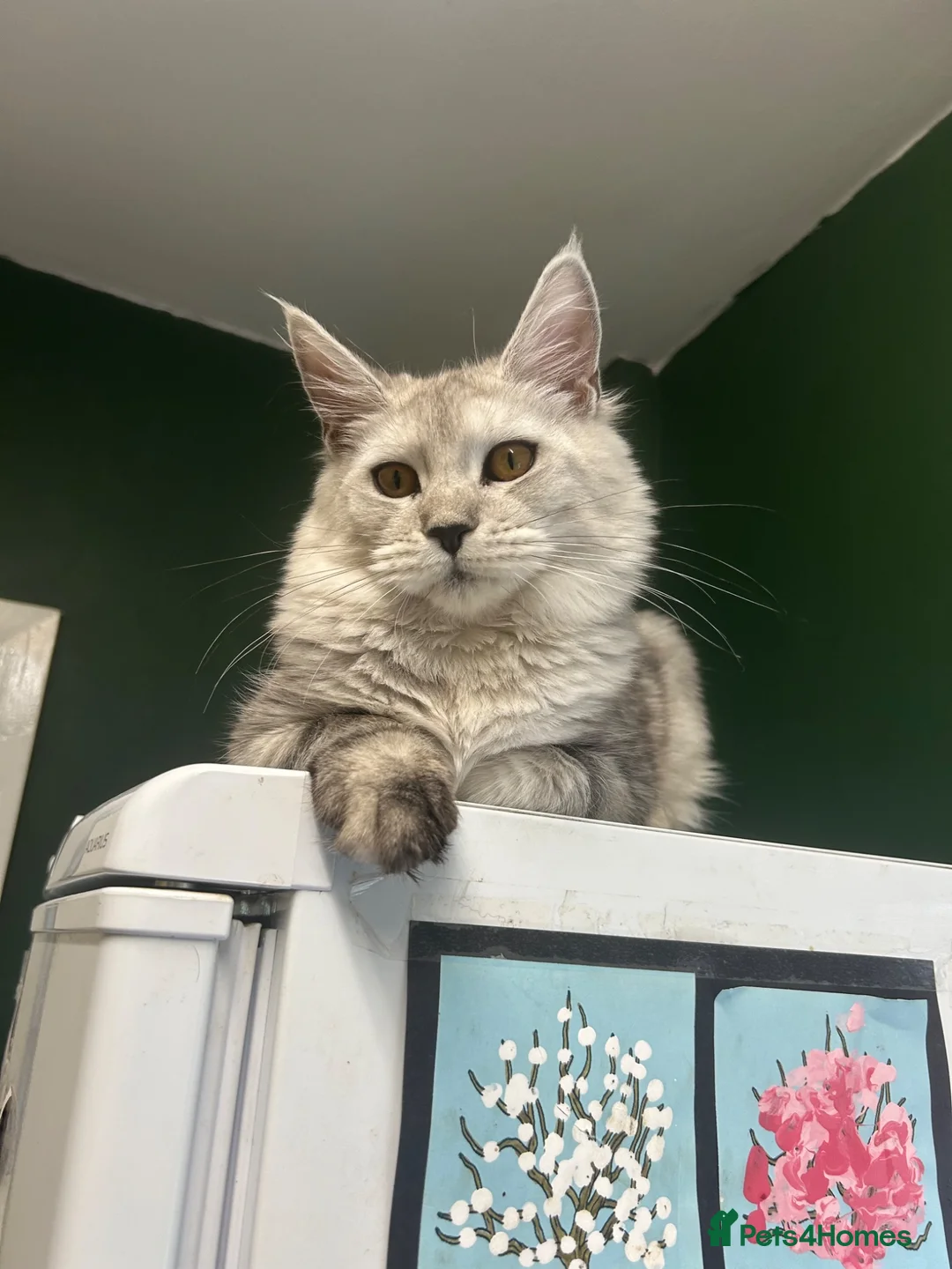 Maine Coon cats for sale: 🩶 3 Stunning Large Males 🩶 - Advert 2
