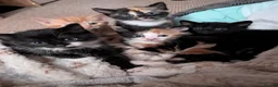Mixed Breed cats for sale: 5 kittens looking for new homes - Advert 16