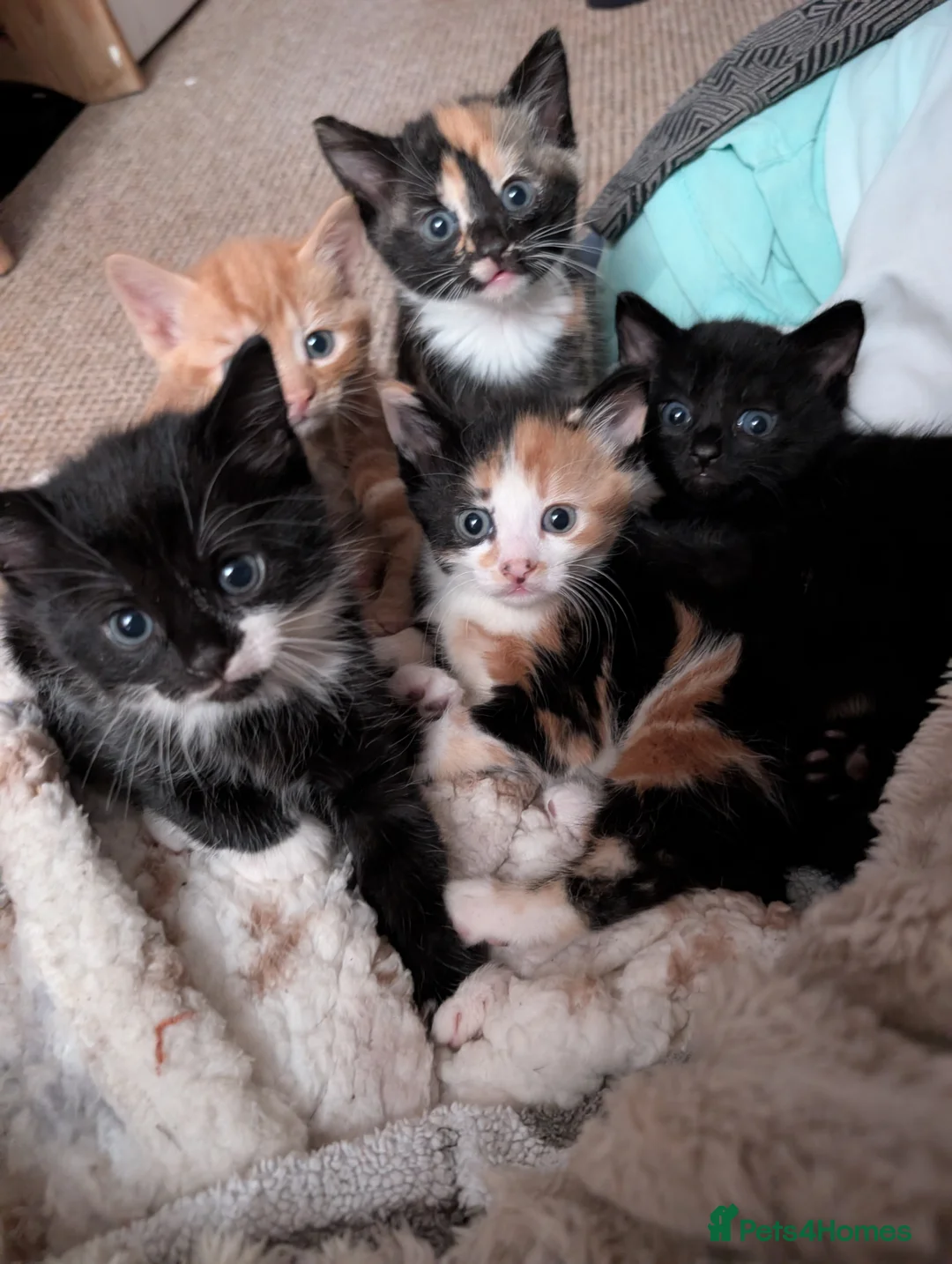 Mixed Breed cats for sale: 5 kittens looking for new homes - Advert 16