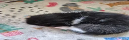 Mixed Breed cats for sale: 3 kittens looking for their new family - Advert 2