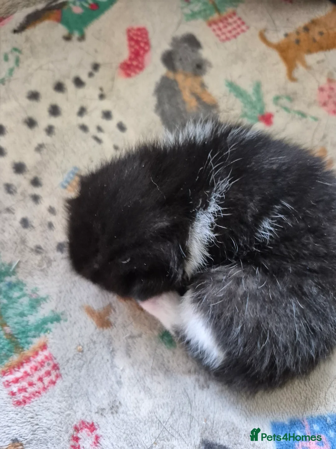 Mixed Breed cats for sale: 3 kittens looking for their new family - Advert 2