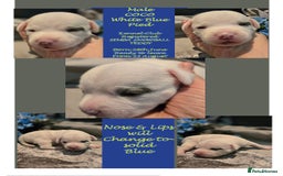 Staffordshire Bull Terrier dogs for sale: VERY RARE WHITE BLUE PIED & BLUE/WHITE SBT'S - Image 5