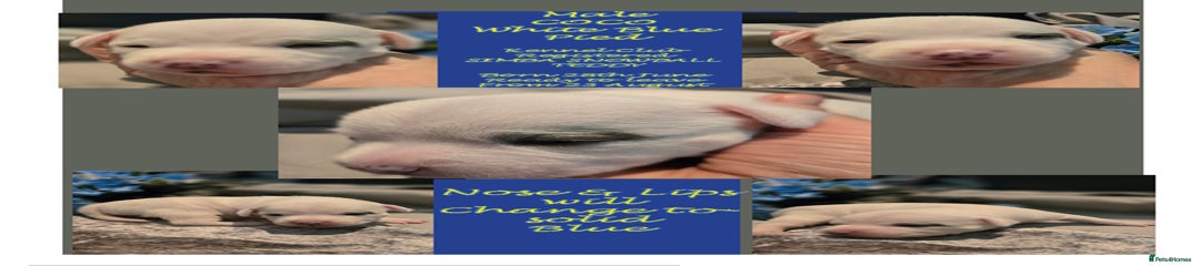 COCO - White Blue Pied - Solid White with 1 Blue Eyelid Point