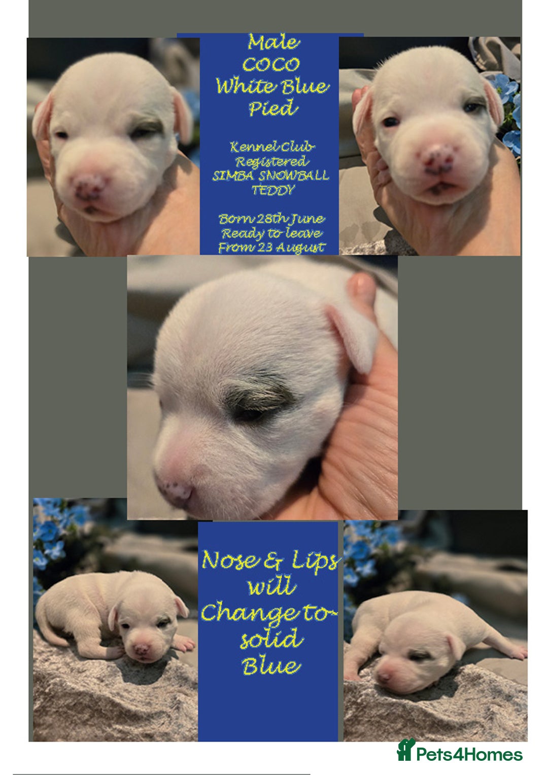Staffordshire Bull Terrier dogs for sale: VERY RARE WHITE BLUE PIED & BLUE/WHITE SBT'S - Image 5