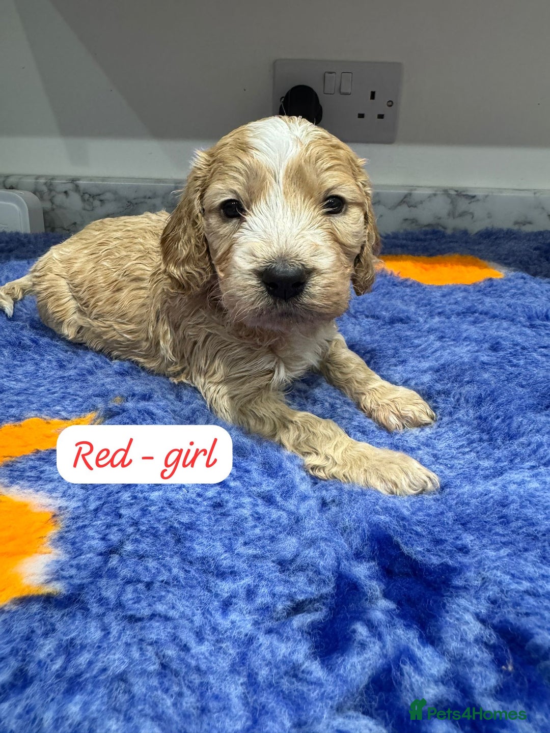 Cockapoo dogs for sale: Cockapoo puppies - Advert 10