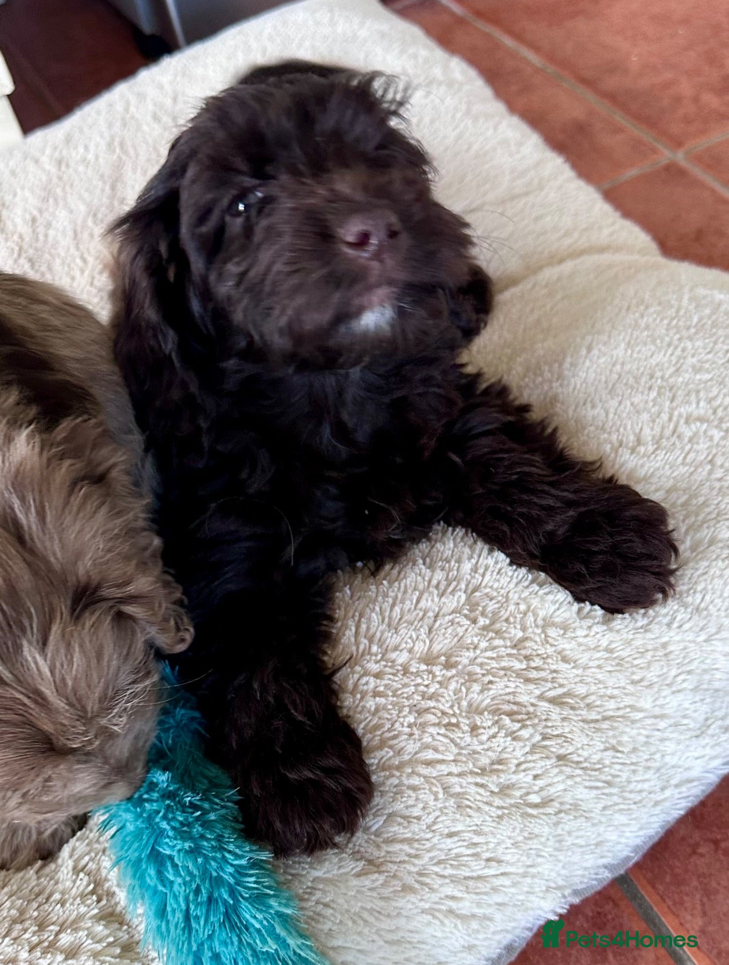 Cockapoo dogs Gorgeous PRA clear F1 Cockapoo puppies READY NOW - Advert 2