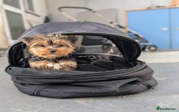 Yorkshire Terrier dogs for sale: 3 Male Yorkshire terriers left  - Image 13