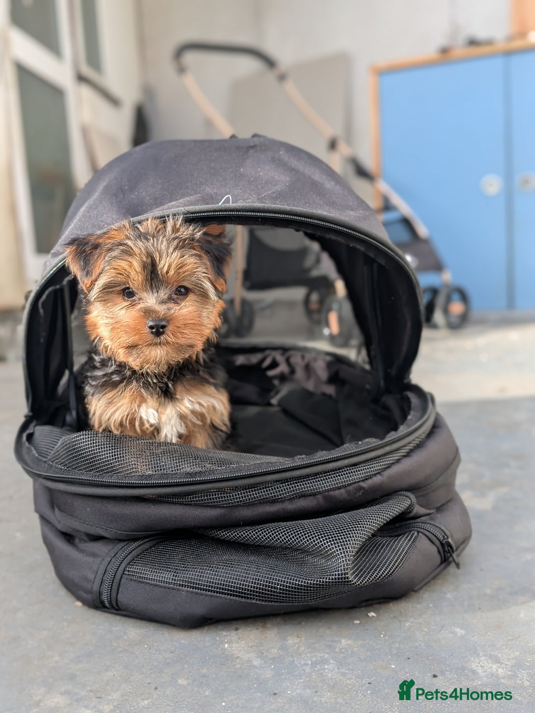 Yorkshire Terrier dogs for sale: 3 Male Yorkshire terriers left  - Image 13
