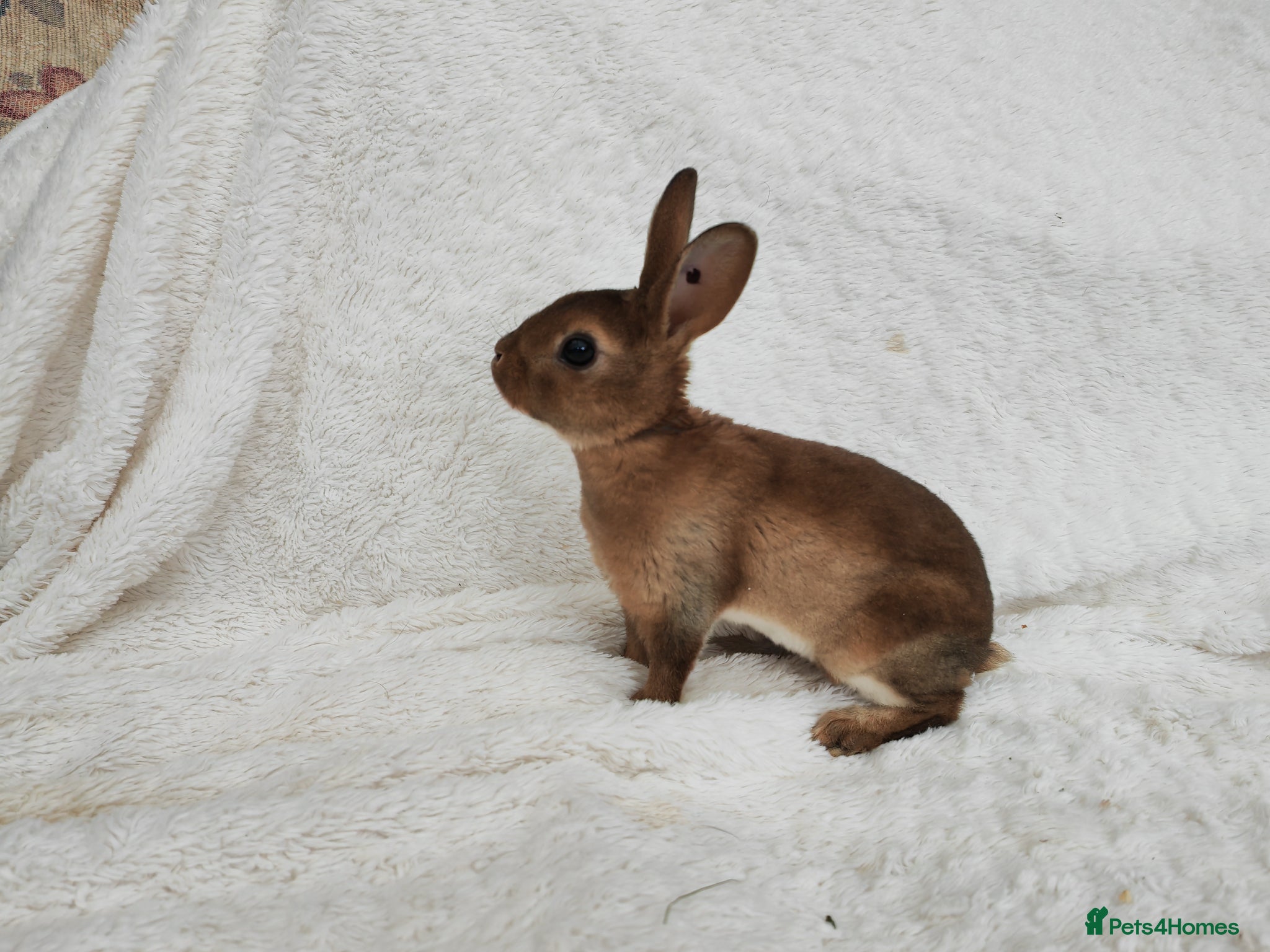 Rex rabbits Mini rex rabbits - Advert 17