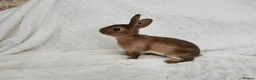 Rex rabbits for sale: Mini rex rabbits, black Vienna marked buck - Advert 9