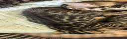Bengal cats for sale: Little Bengal babies  - Advert 5