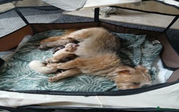 Chorkie dogs for sale:  Beautiful Chorkie pups for sale  - Image 9