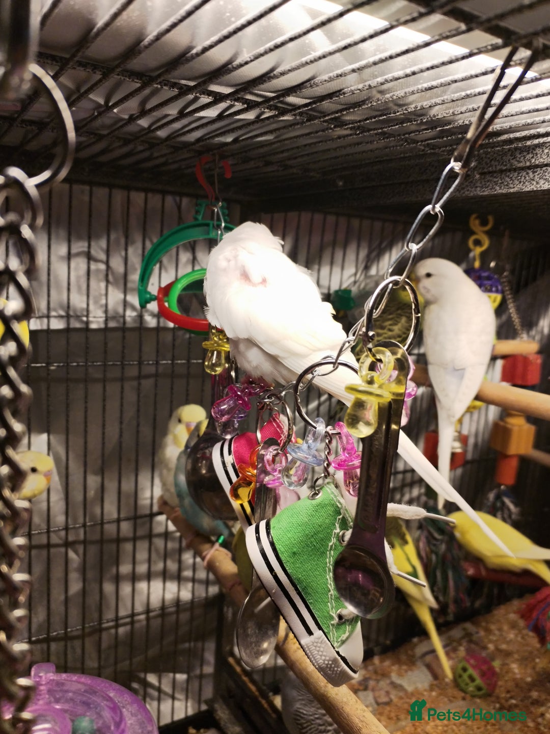 Budgerigars birds for sale: Beautiful baby budgies  - Advert 6