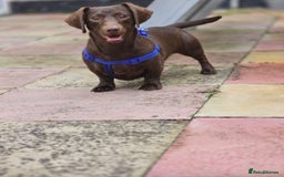 Dachshund dogs for stud: Handsome miniature full choc dachshund for stud - Image 3