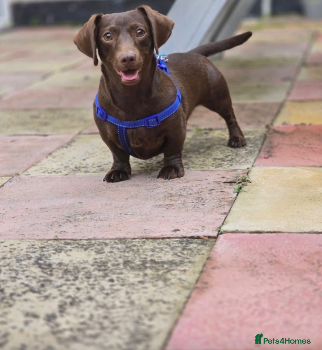 Dachshund dogs for stud: Handsome miniature full choc dachshund for stud - Image 3