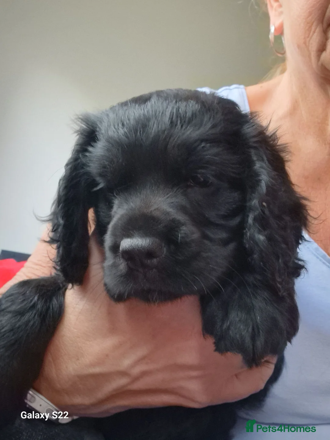 Cocker Spaniel dogs for sale: Gorgeous cocker spaniel puppies  in Herne Bay - Advert 2