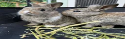 Mini Lop rabbits for sale: 🐰 Pure Bred Mini Lop Bunnies 🐰 - Advert 18