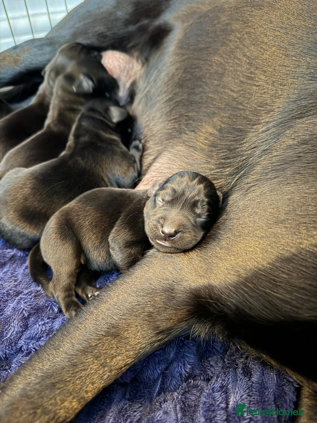 Labrador Retriever dogs for sale: Beautiful kc reg black labradors - Advert 6