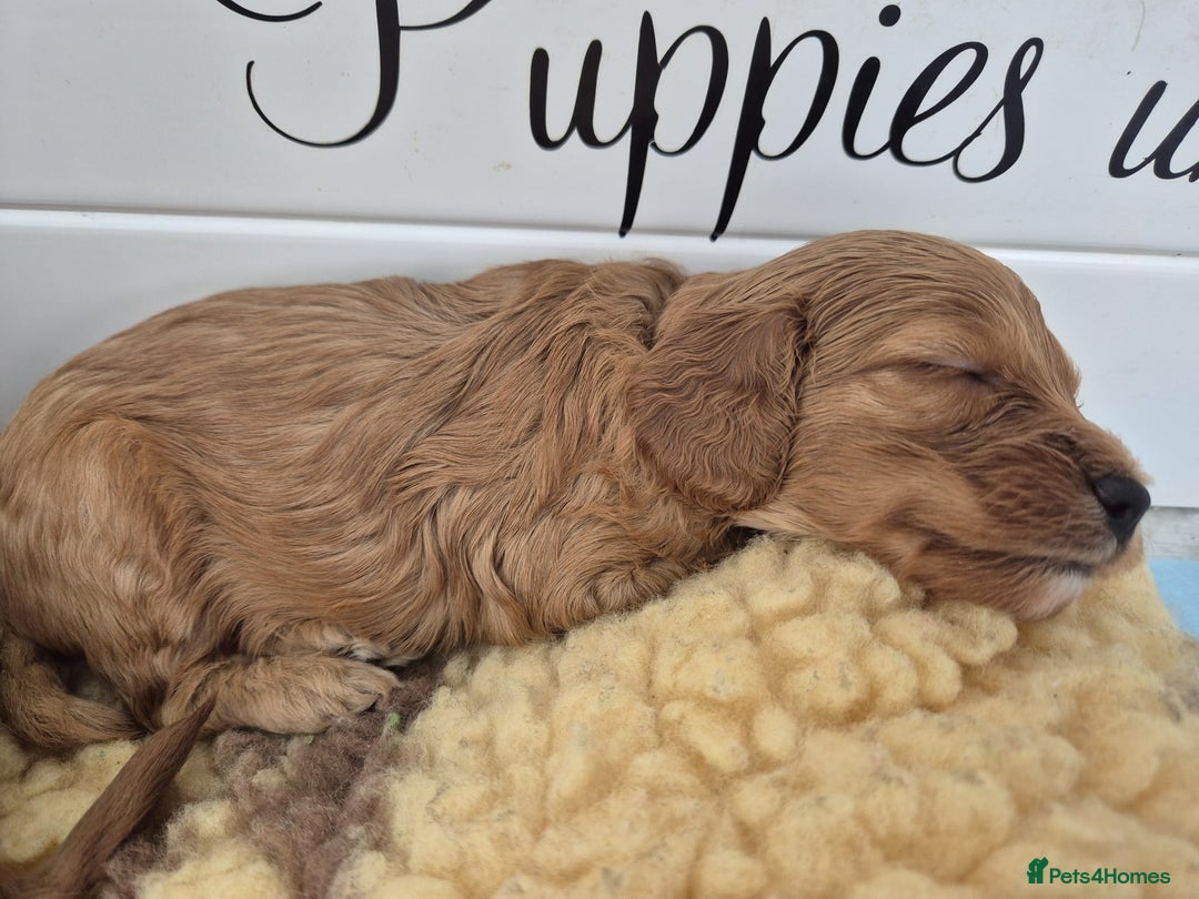 Cavapoo dogs for sale: 5 Star licenced breeder ** 2 girls available ** - Image 9