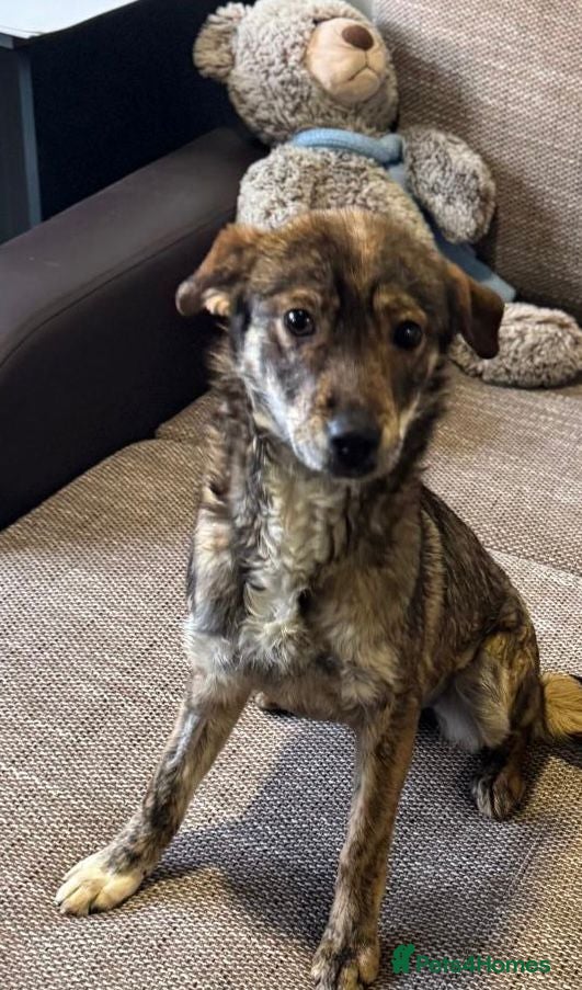 Mixed Breed dogs Beautiful Bella needs her special home - Advert 2