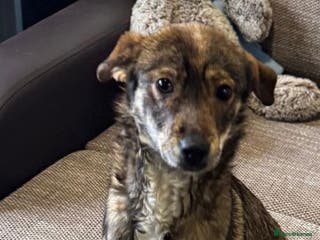 Mixed Breed dogs Beautiful Bella needs her special home - Advert 2