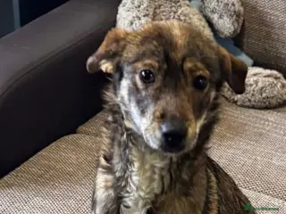 Mixed Breed dogs Beautiful Bella needs her special home - Advert 6