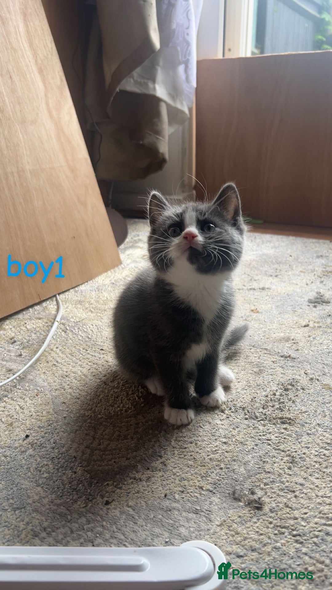 Mixed Breed cats for sale: 5 kittens - Image 2