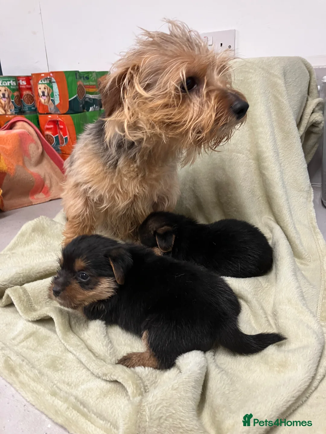 Norfolk Terrier dogs for sale: K.c. Registered Norfolk terriers - Advert 1