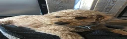Cockapoo dogs for sale: Stunning F2 Cockapoo puppies - Advert 33