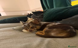 Chihuahua dogs for sale: Chocolate merle chihuahua  - Image 3
