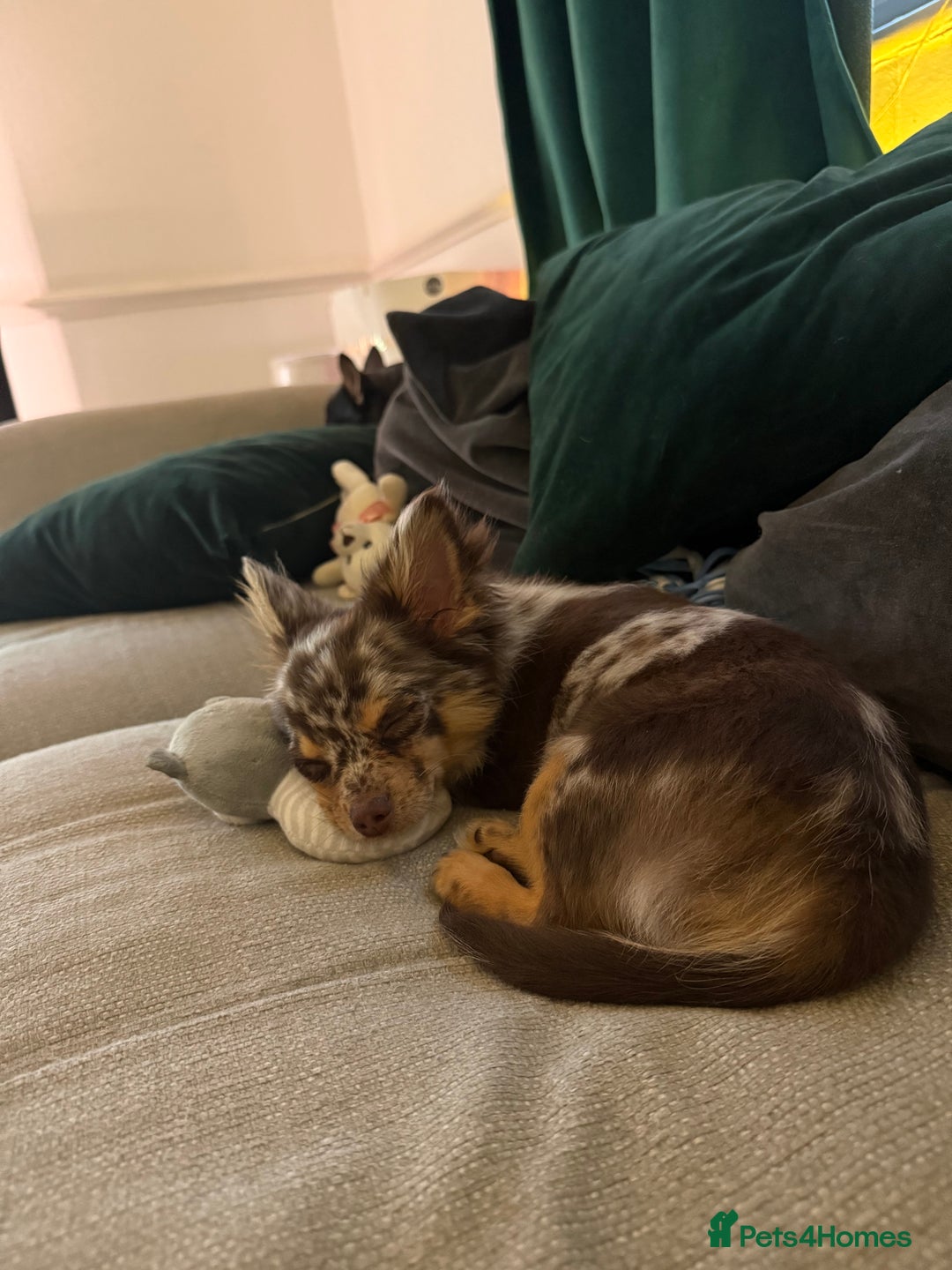 Chihuahua dogs for sale: Chocolate merle chihuahua  - Image 3