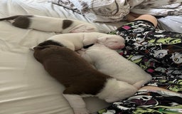 Mixed Breed dogs for sale: 4 beautiful American bully cross staffy puppies - Image 3
