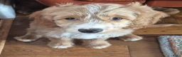 Mixed Breed dogs for sale: Australian doubledoodles  in Nottingham - Advert 8