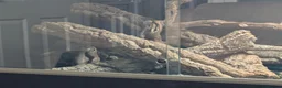 Bearded Dragon reptiles for sale: Orange bearded dragon and new vivarium  in Burton-on-Trent - Advert 5