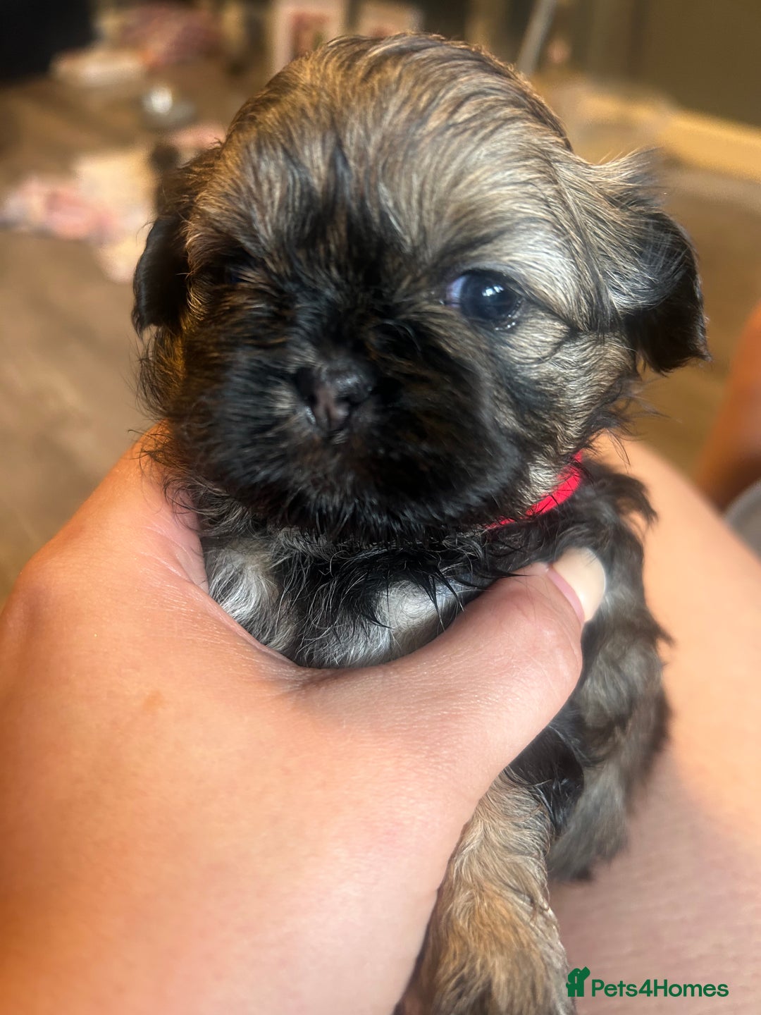 Shih Tzu dogs for sale: Shihtzu Puppies Available for reserve - Image 9