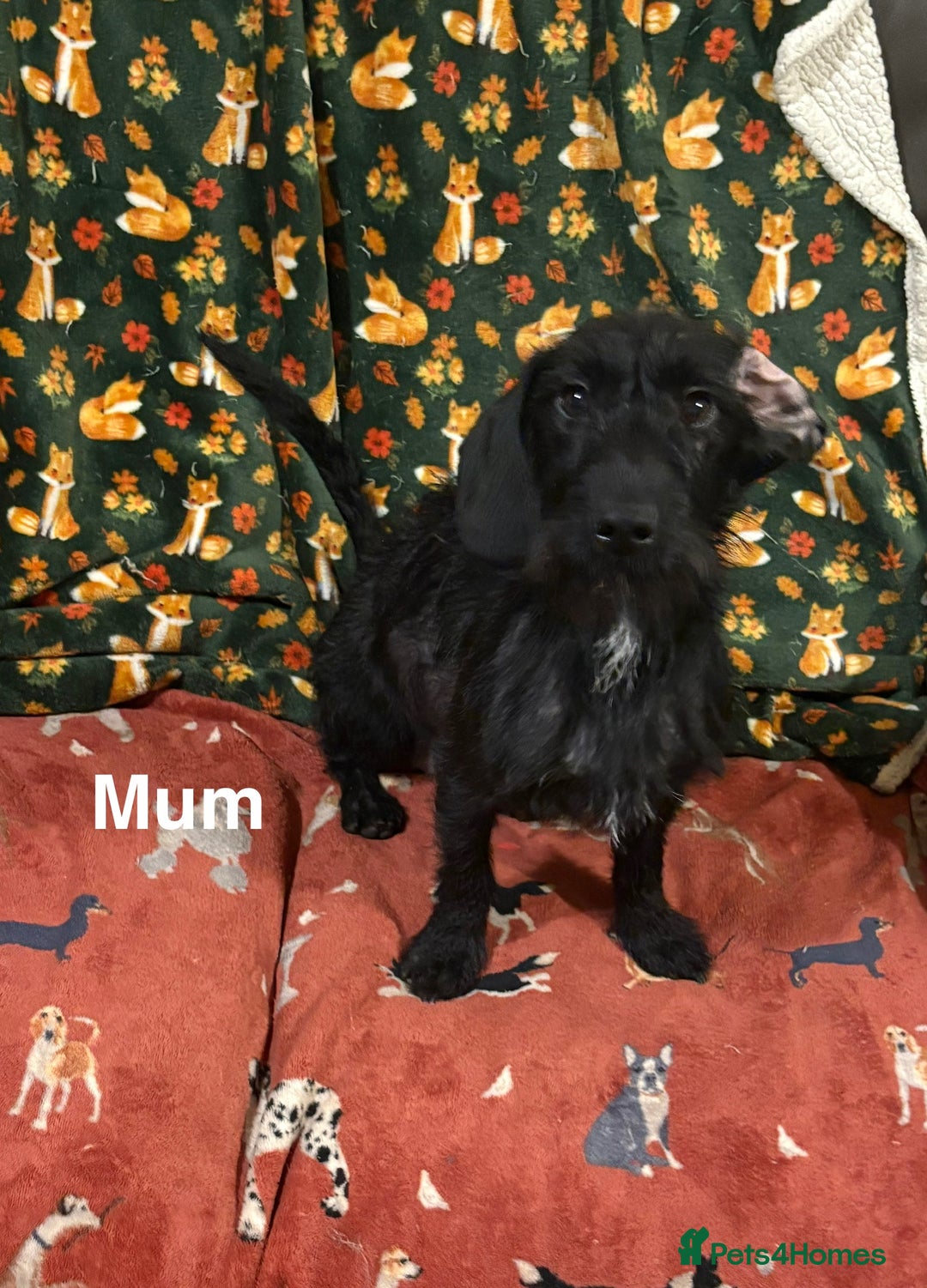 Mixed Breed dogs for sale: Show Cocker Spaniel x Dachshund puppies ready now - Advert 11