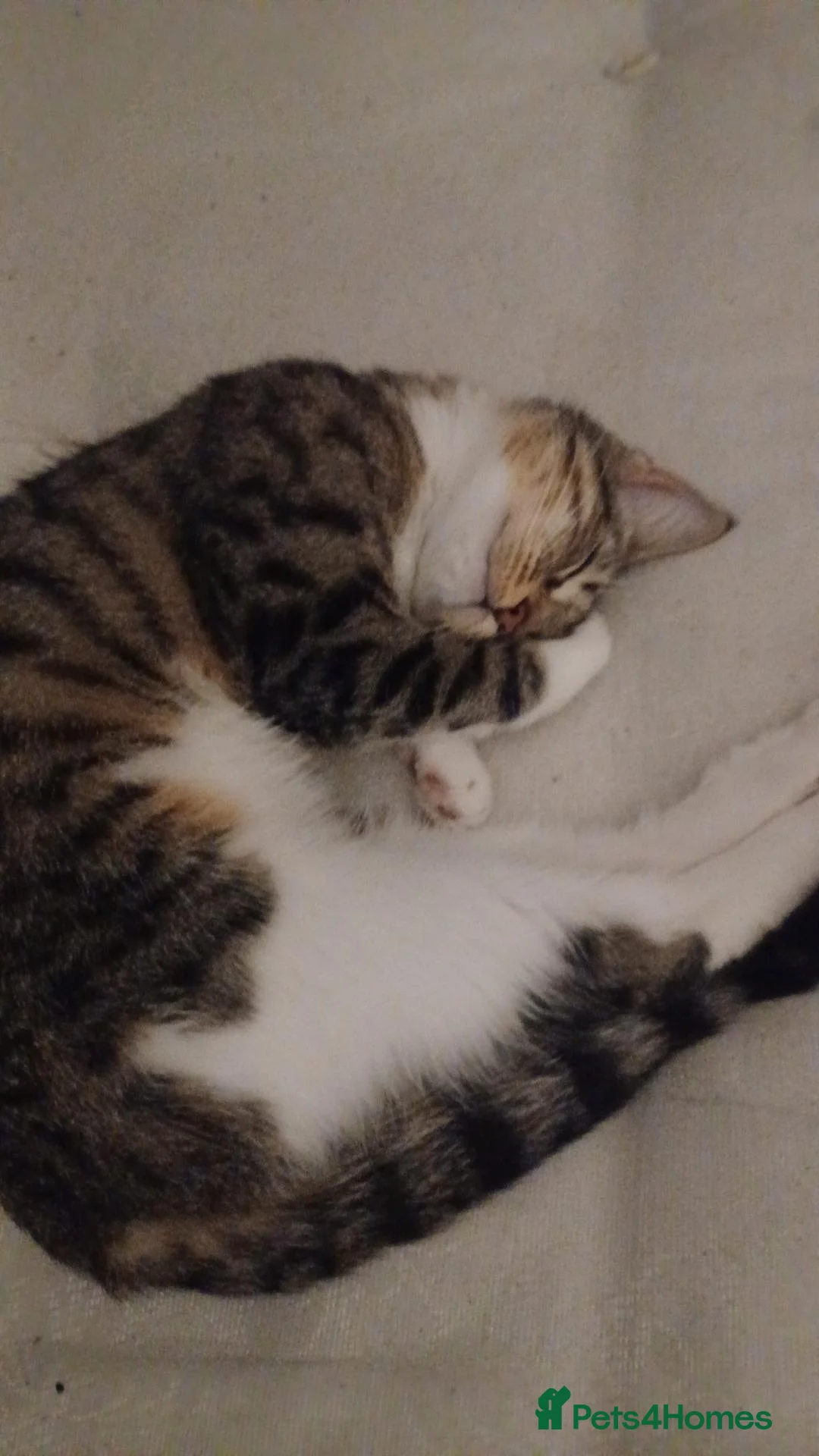 British Shorthair cats for sale: Tabby kitten  - Advert 2