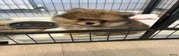 Pomeranian dogs for sale: Pomeranians puppy’s  - Advert 11
