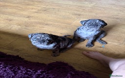 Pug dogs for sale: Merle pug puppies  - Image 7