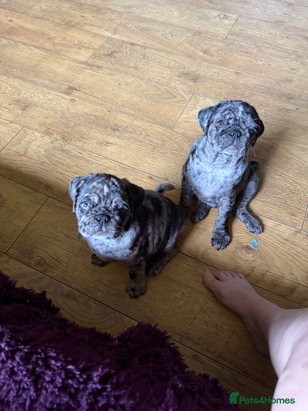 Pug dogs for sale: Merle pug puppies  - Image 7