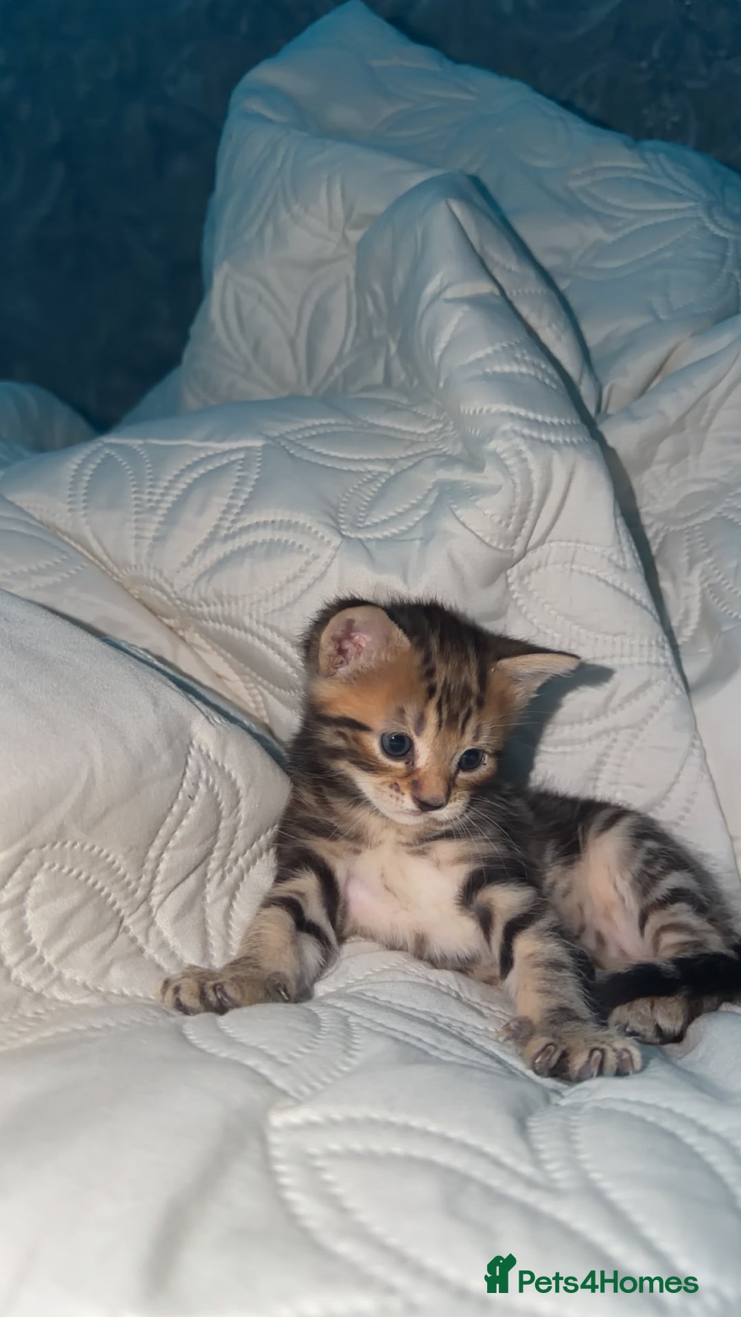 Mixed Breed cats for sale: Little Kittens  - Advert 8