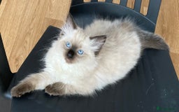 Ragdoll cats for sale: Beautiful Fluffy Ragdoll Kittens Female - Image 3