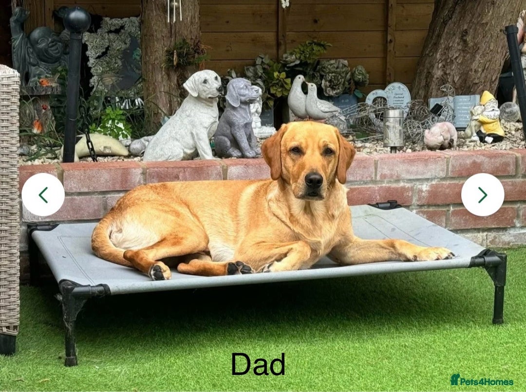 Labrador Retriever dogs for sale: Our beautiful Maggie is having babies 🐾 - Image 7