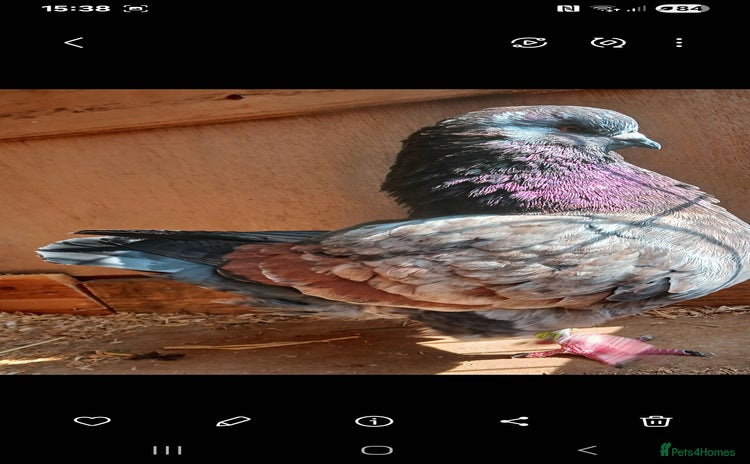 Pigeons birds - Advert 2