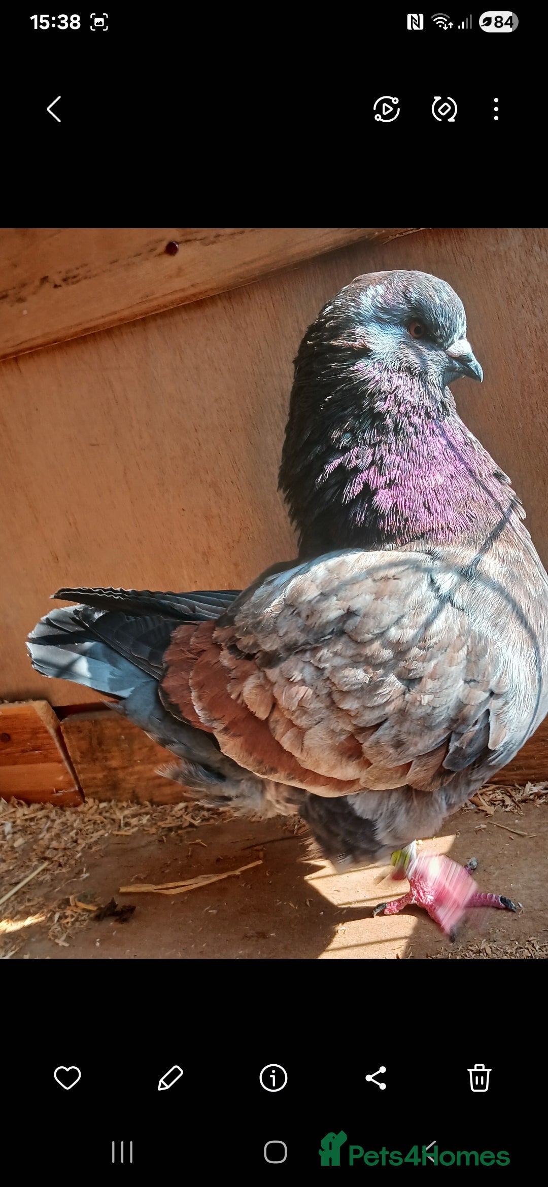 Pigeons birds for sale: breeding  pair modena pigeons  - Image 1