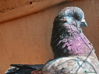 Pigeons birds - Advert 8