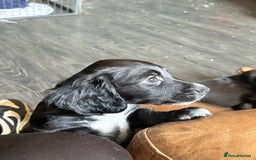 Cocker Spaniel dogs for sale: cockerspaniels  - Image 8